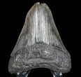 Fossil Megalodon Tooth - Pathological Tip #77660-2